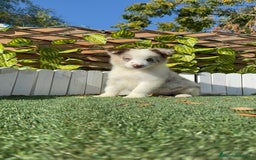 Border Collie perros en venta: BORDER COLLIE - Anuncio 23