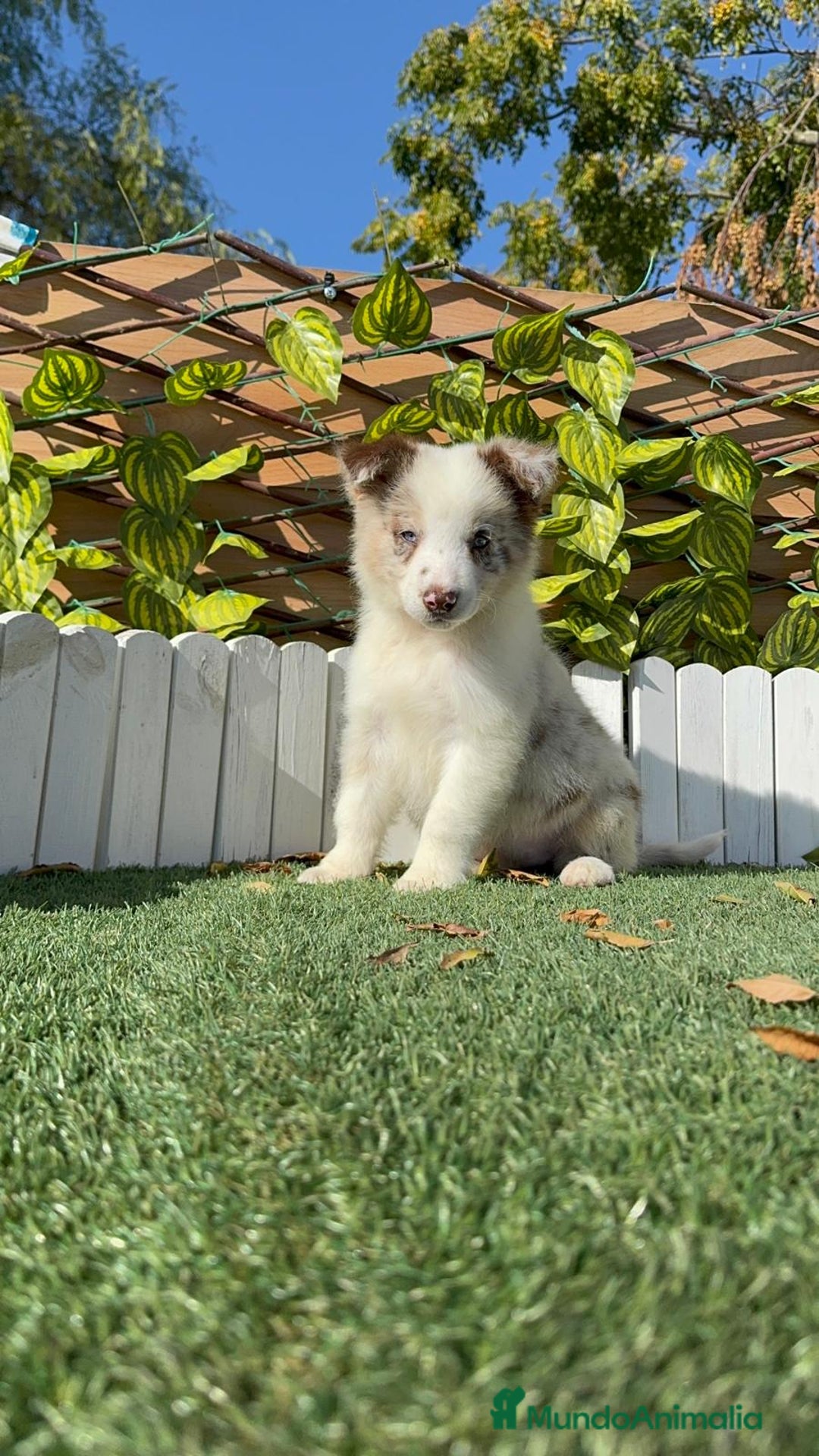 Border Collie perros en venta: BORDER COLLIE - Anuncio 23