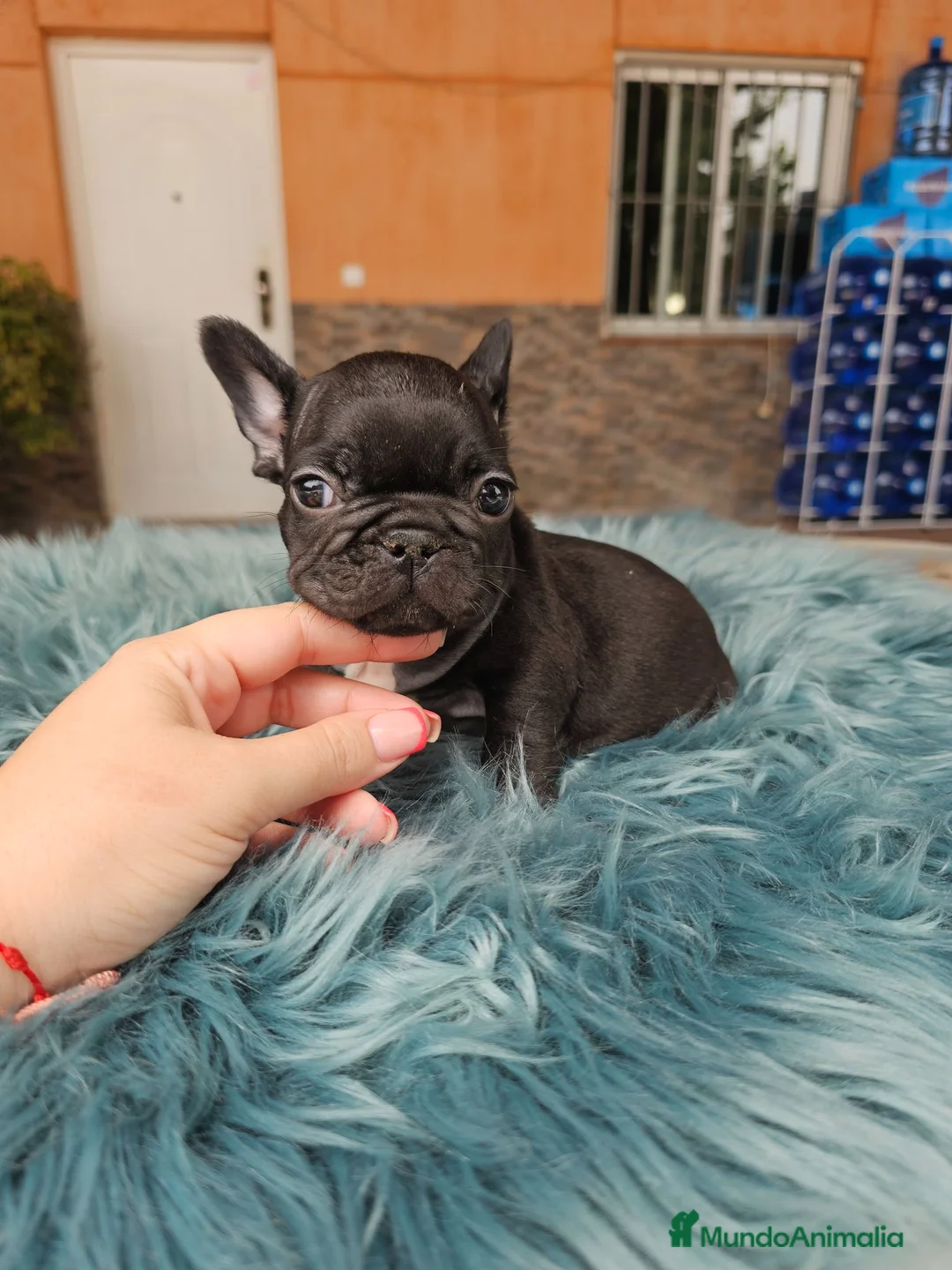 Bulldog Francés perros en venta: Bulldog francés exoticos  - Anuncio 2