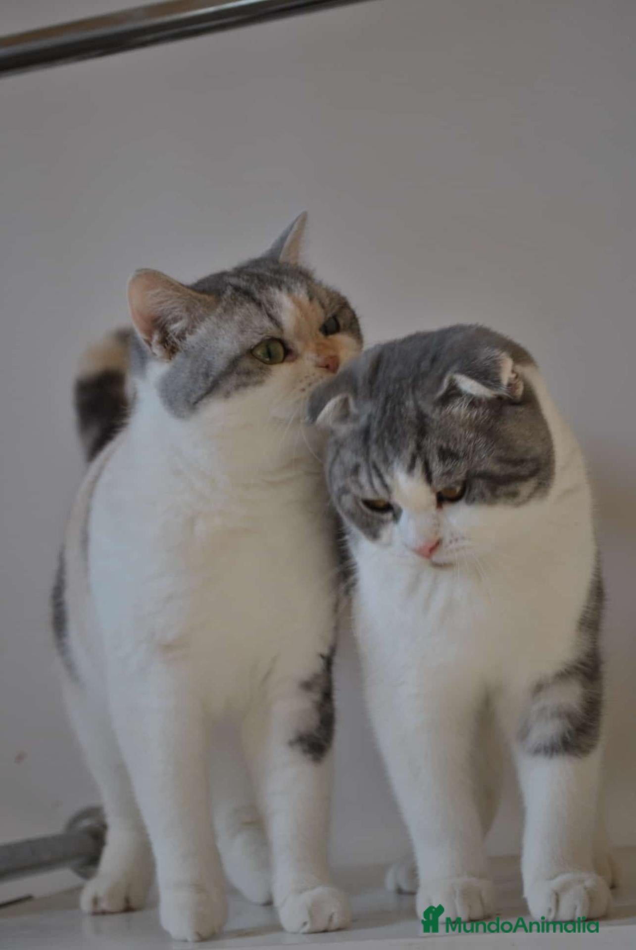 Scottish Straight gatos en venta: Gatos Scottish Straight-Fold  - Anuncio 1