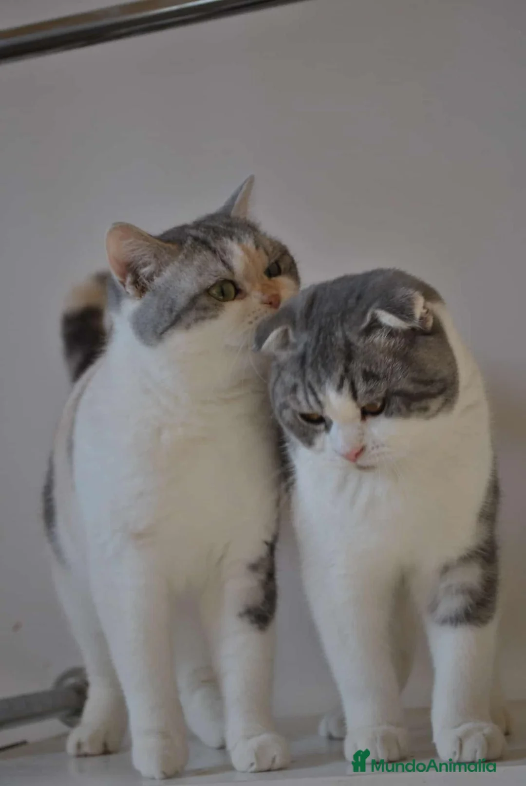 Scottish Straight gatos en venta: Gatos Scottish Straight-Fold  - Anuncio 1