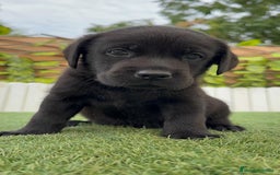 Labrador Retriever perros en venta: LABRADOR MACHO - Imagen 11