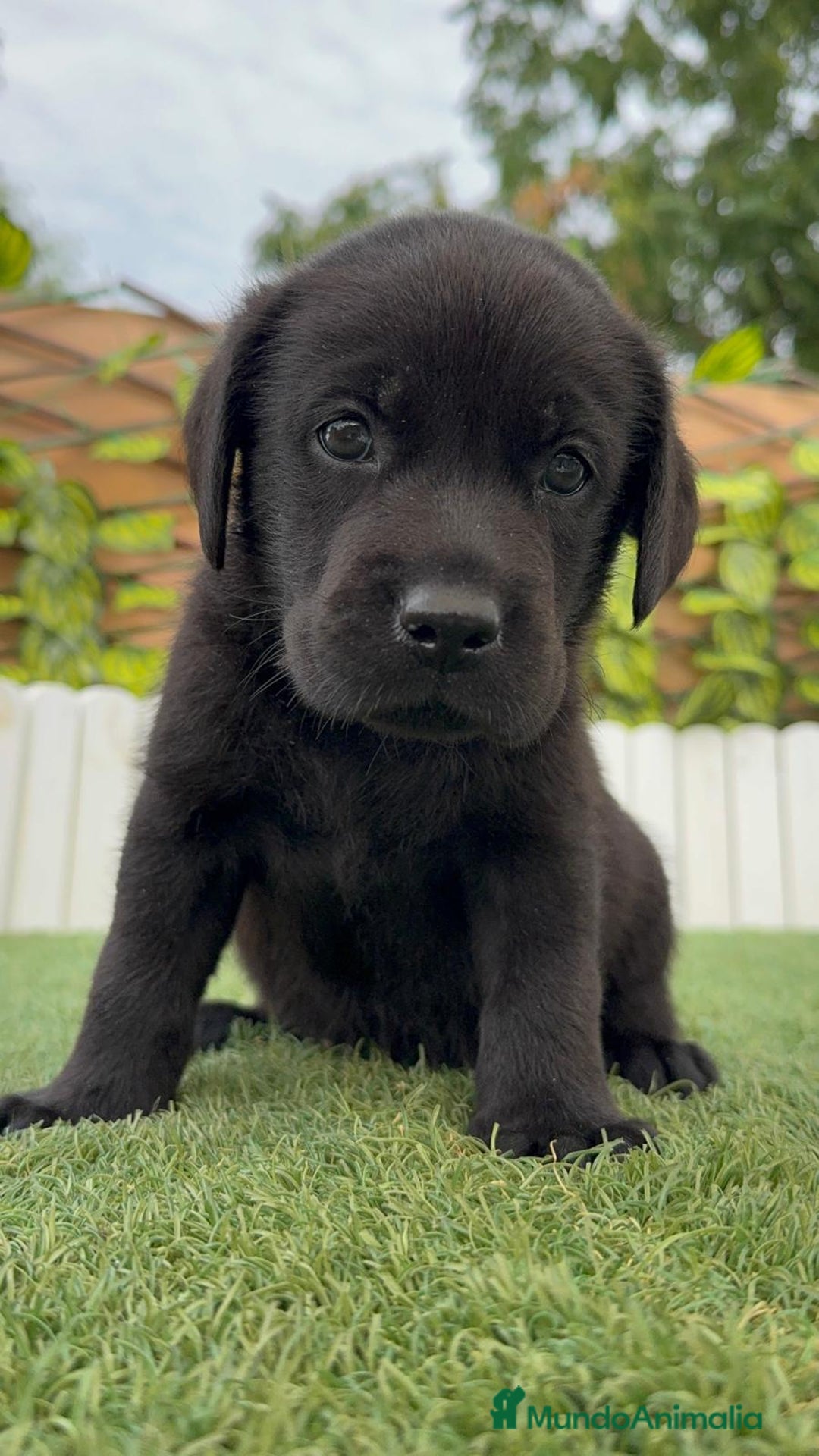 Labrador Retriever perros en venta: LABRADOR MACHO - Imagen 11