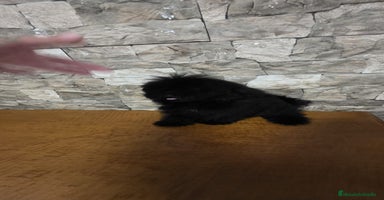 Caniche Toy perros - Anuncio 2