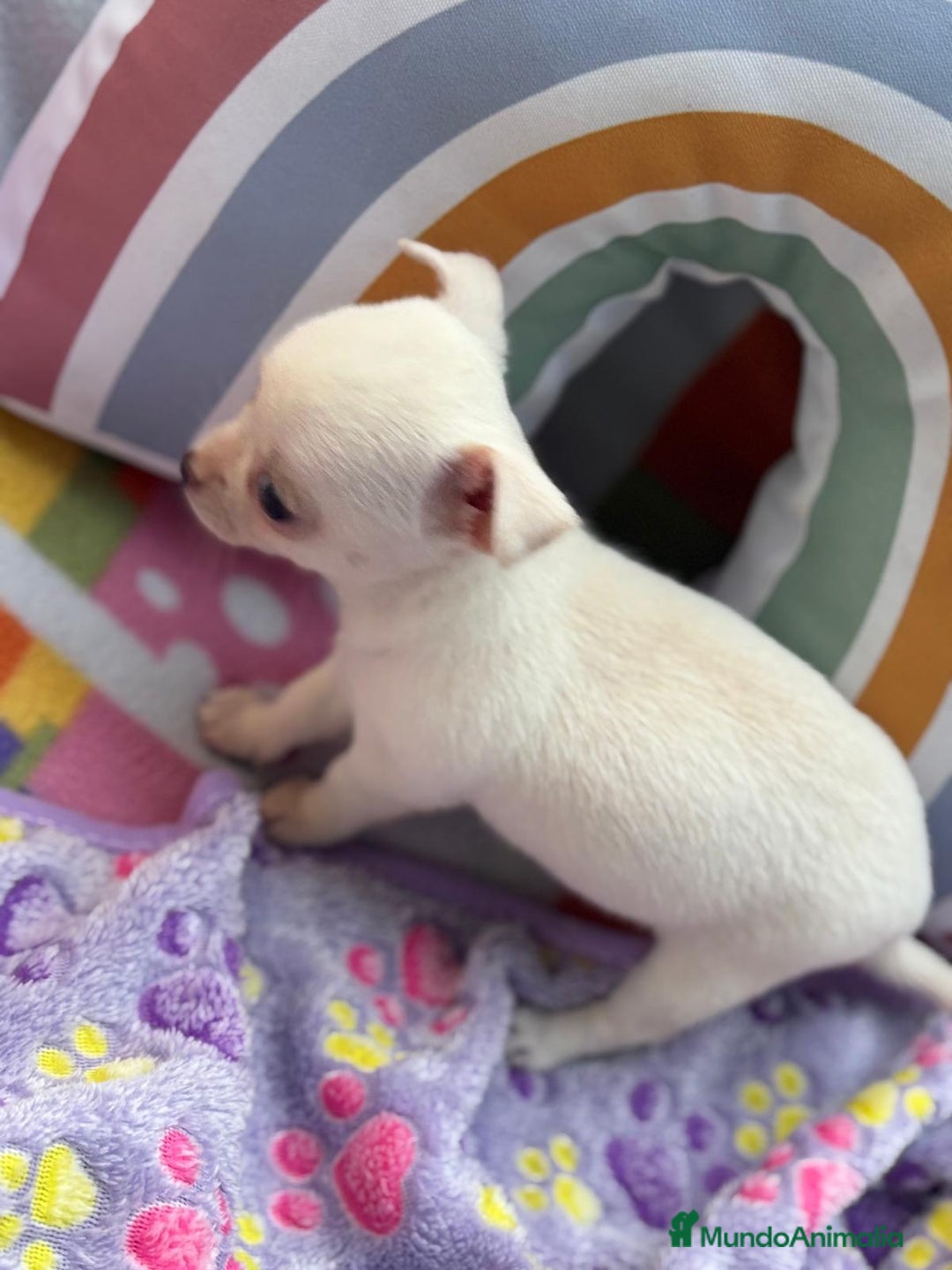 Chihuahua perros en venta: Chihuahua toy - Imagen 6
