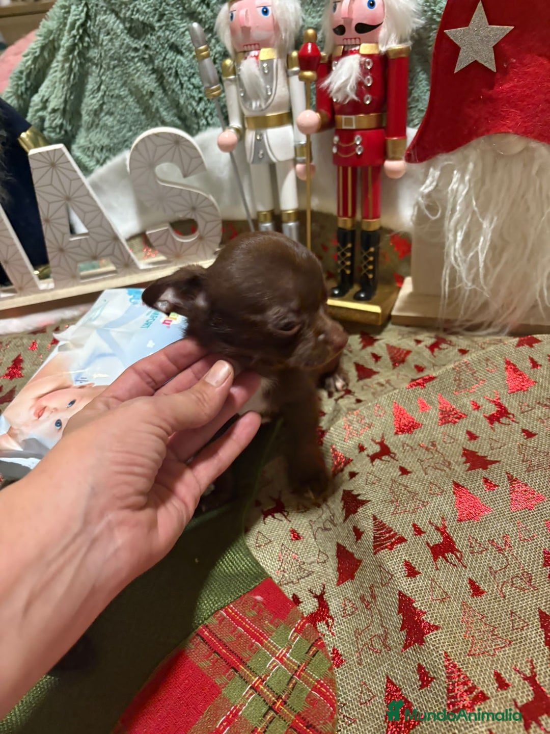 Chihuahua perros en venta: Chihuahua mini toy chocolate  - Anuncio 6
