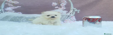 Pomerania 7