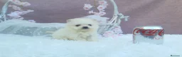 Pomerania perros en venta: PRECIOSO CACHORITO DE POMERANIA TOY   - Anuncio 19