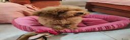 Caniche Toy perros en venta: Caniche Toy - Anuncio 3