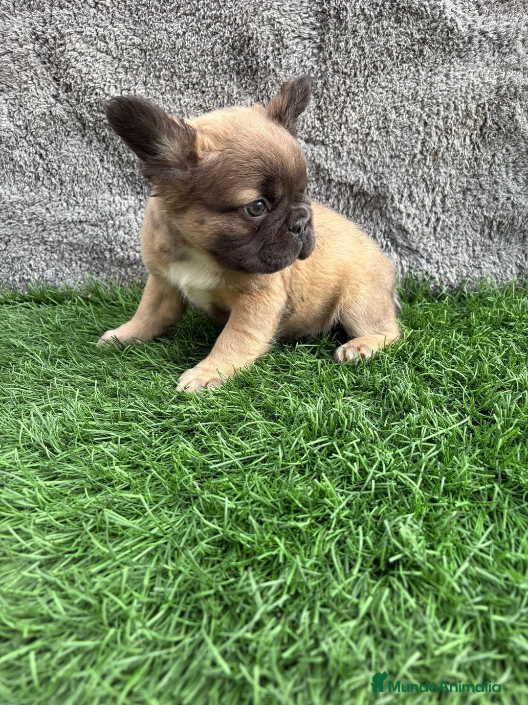 Bulldog Francés perros en venta: Cachorros Bulldog Frances Fluffy macho y hembra - Anuncio 4