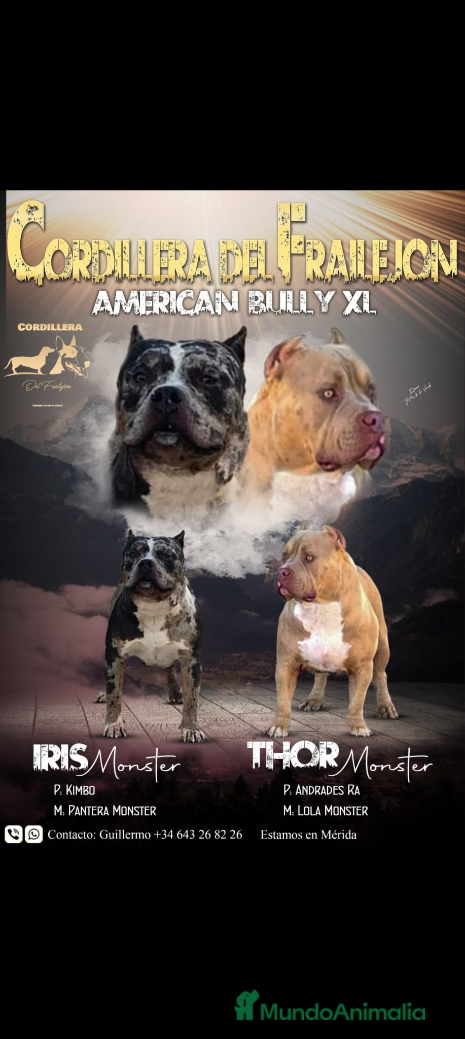 American Bully perros american Bully XL - Anuncio 6