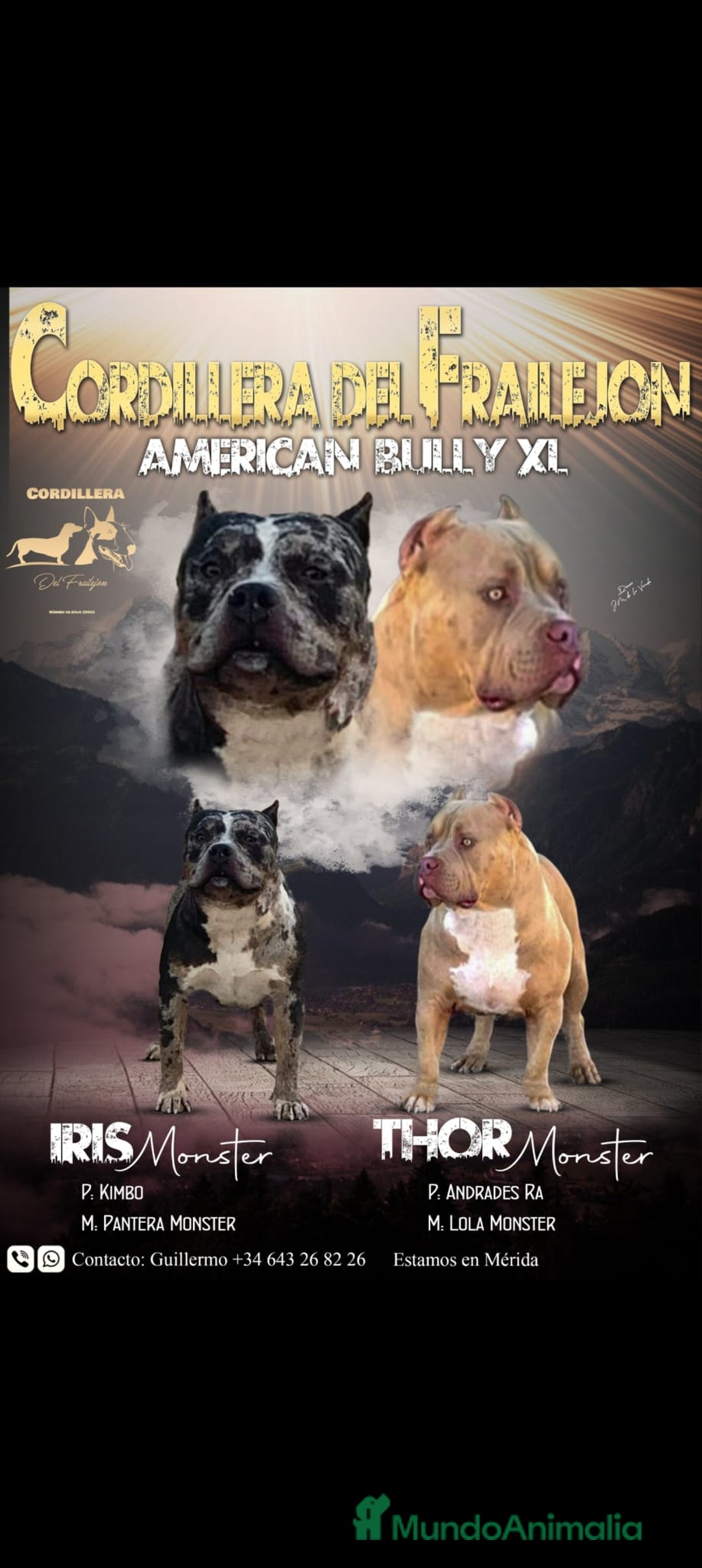 American Bully perros en venta: american Bully XL - Imagen 1