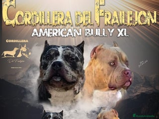 American Bully perros - Anuncio 1