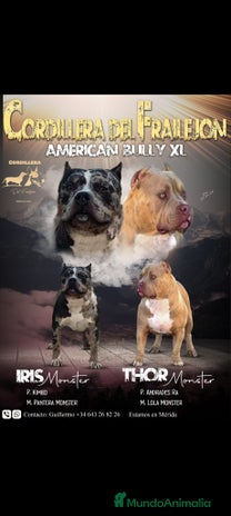 American Bully perros - Anuncio 1