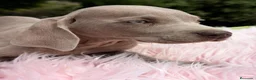 Weimaraner perros en venta: BRACO DE WEIMAR DISPONIBLES - Anuncio 4