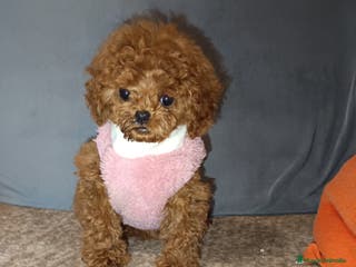Caniche Toy perros Caniche toy en Badajoz - Anuncio 24
