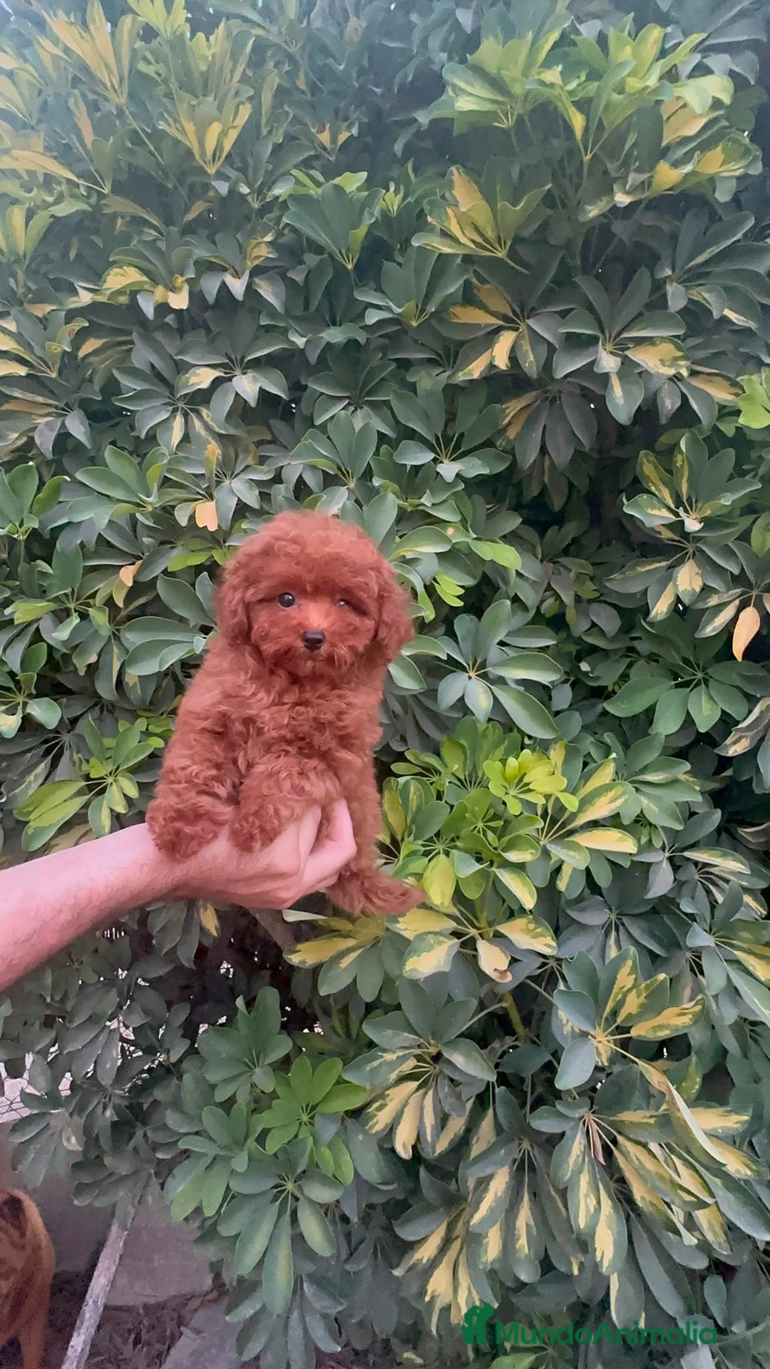 Caniche Toy perros en venta: Último bebé Caniche toy auténtico ROJO - Anuncio 4