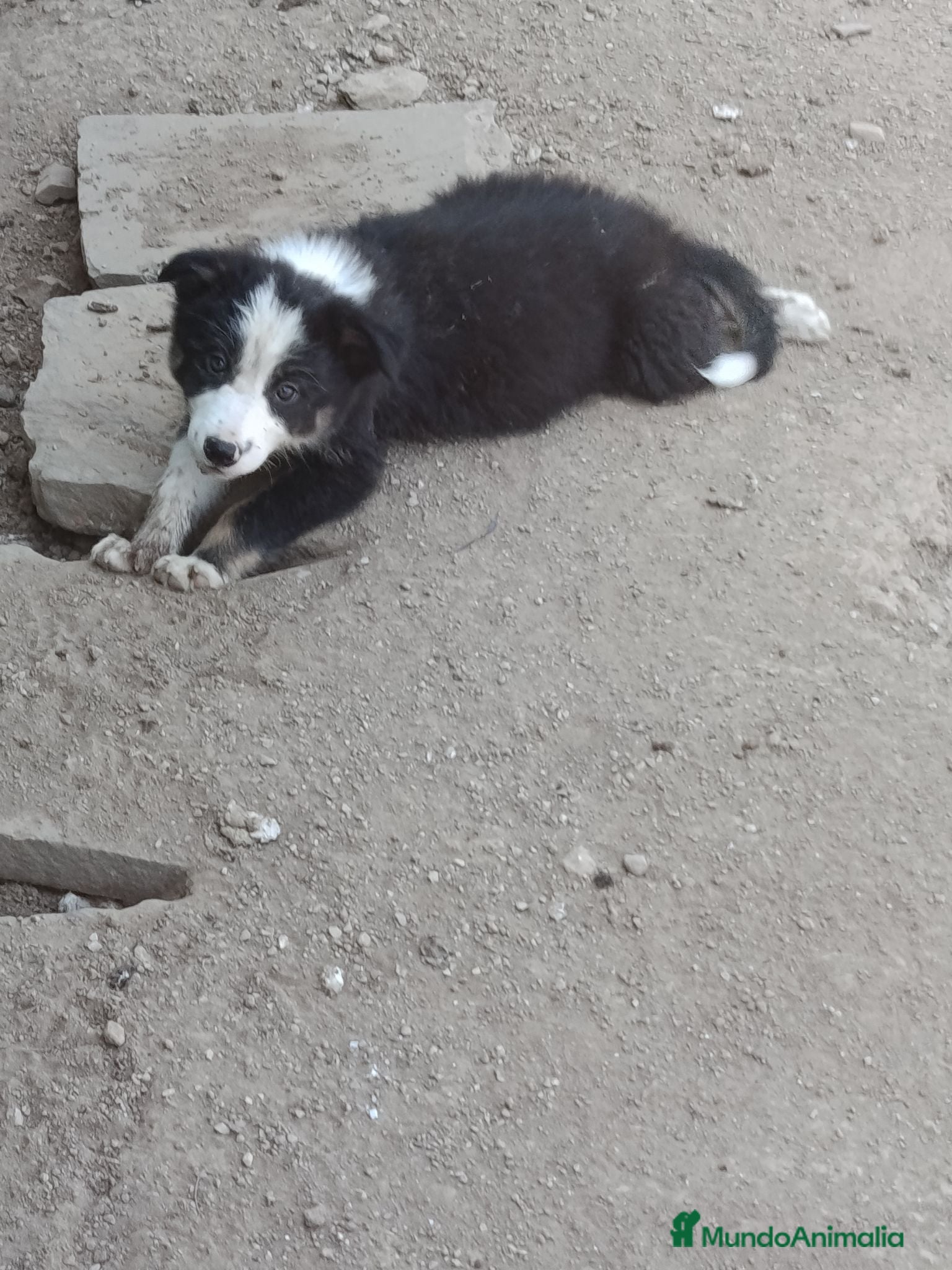 Border Collie perros Border colli henbra - Anuncio 1