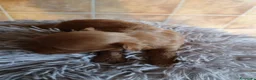 Maltipoo perros en venta: Maltipoo  - Anuncio 4