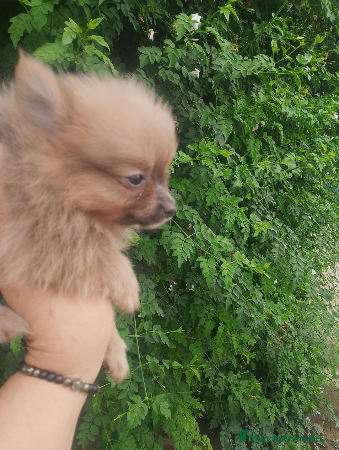 Pomchi perros en venta: Última hembra de pomchi blue fraw  - Imagen 3