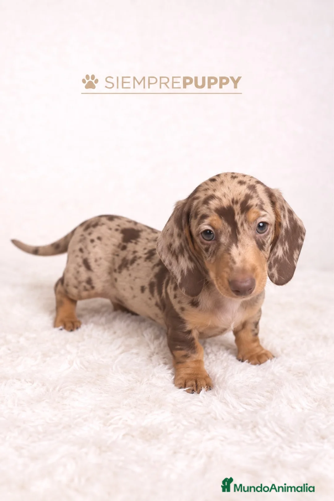 Teckel Miniatura perros en venta: TECKEL MINI CHOCOLATE ARLEQUÍN - Anuncio 1