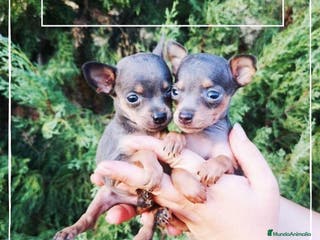 Ratón de Praga perros Camada de Ratón de Praga en Madrid - Anuncio 5