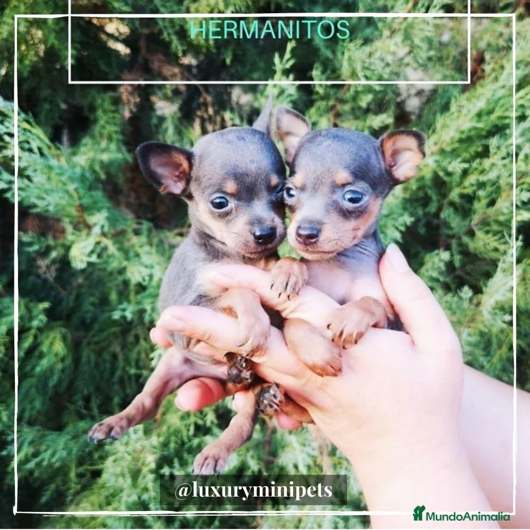 Ratón de Praga perros en venta: Camada de Ratón de Praga en Madrid - Anuncio 1