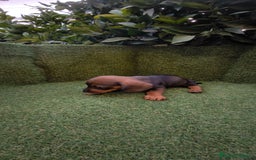 Teckel Miniatura perros en venta:  teckel miniatura  color jabali - Imagen 15