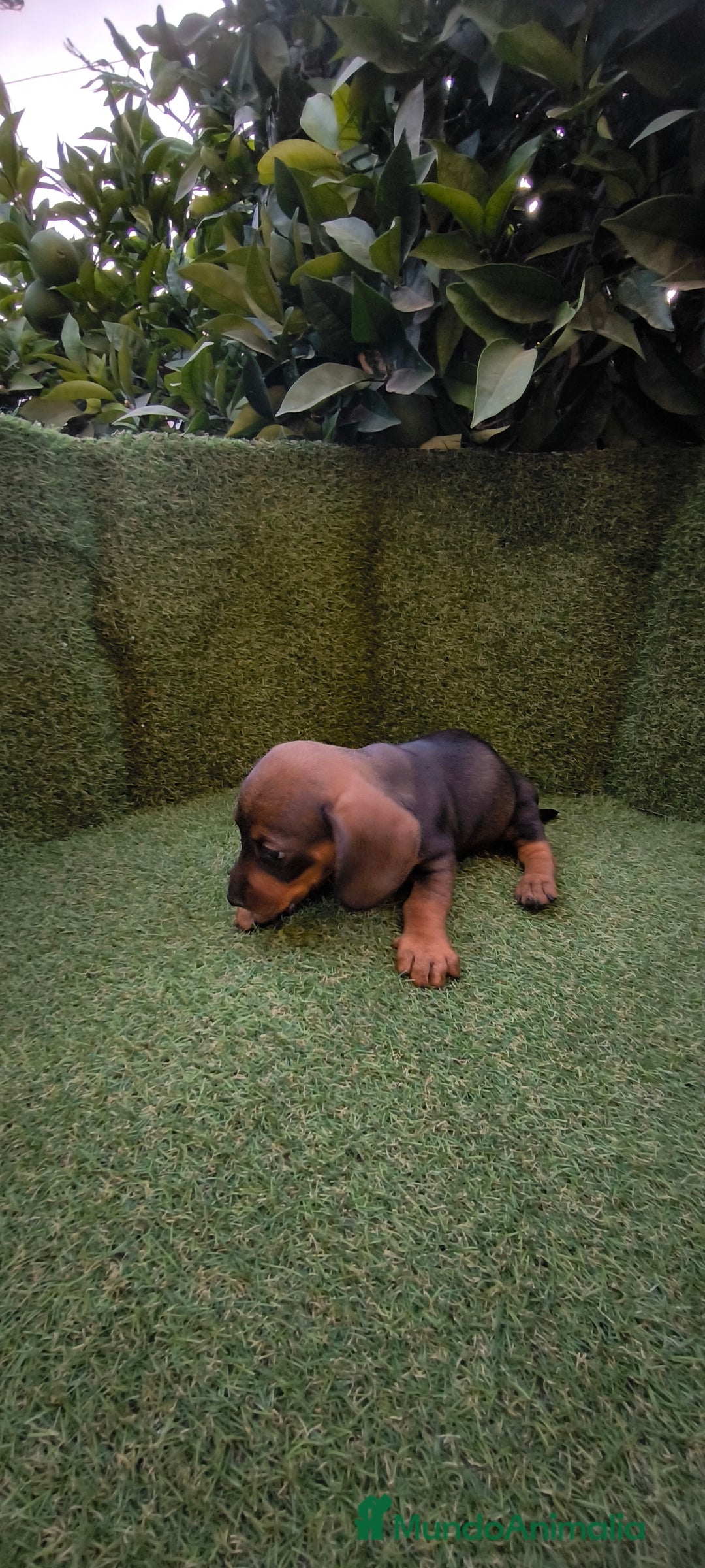 Teckel Miniatura perros en venta:  teckel miniatura  color jabali - Imagen 15