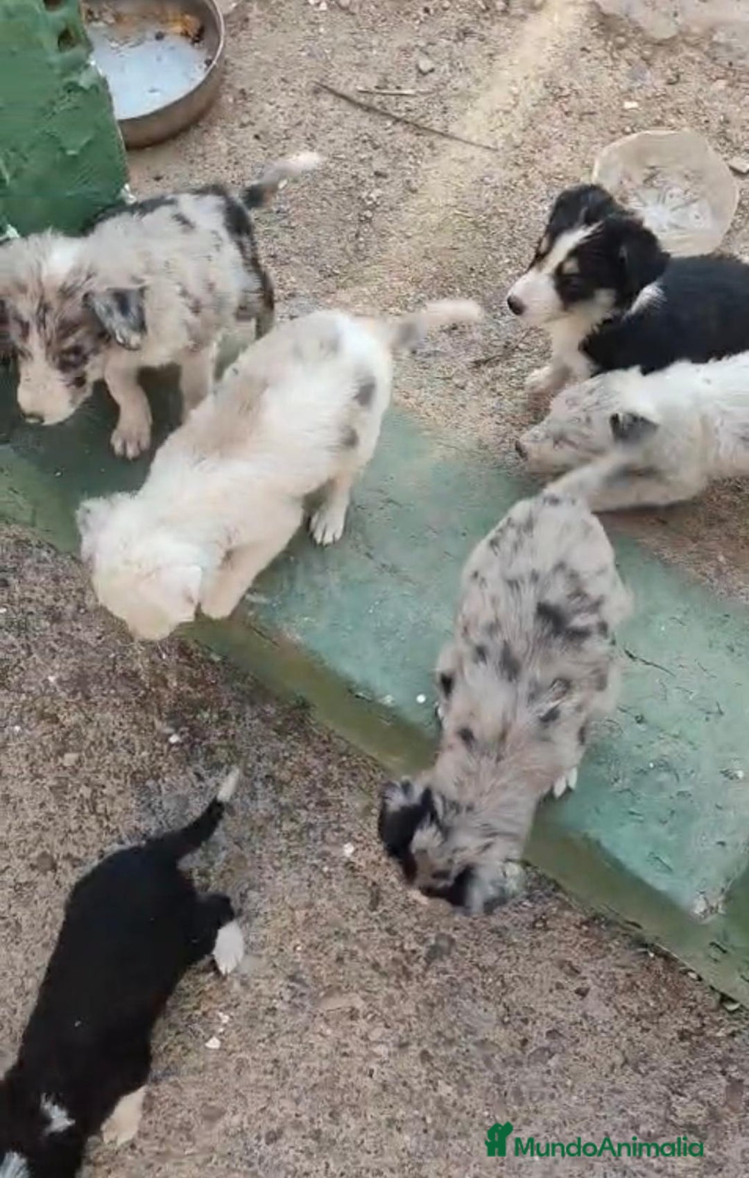 Border Collie perros en venta: Nueva camada border collie  - Imagen 5
