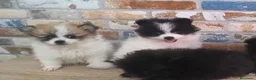 Pomerania perros en venta: Lulu pomerania  - Anuncio 9