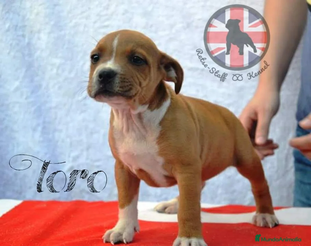 Imagen de galería {{count}}