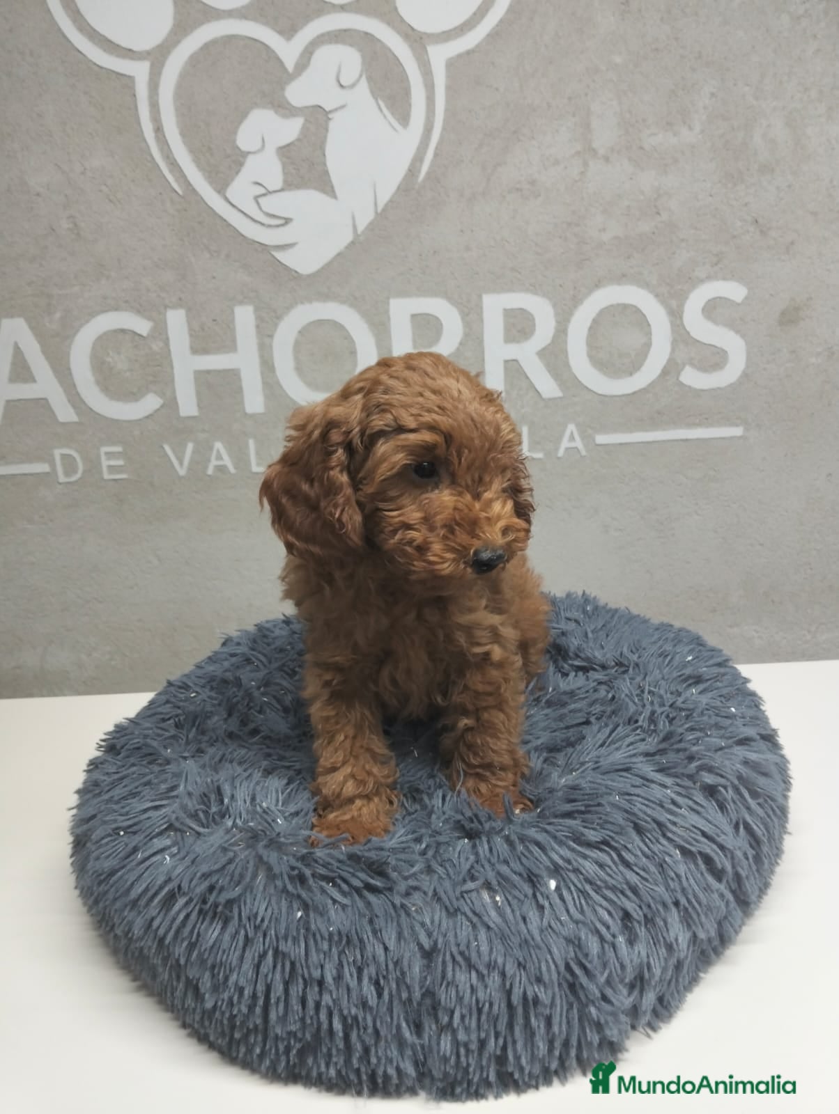 Caniche Enano perros Caniche rojo  - Anuncio 11