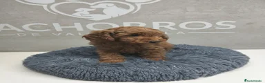 Caniche rojo 