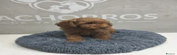 Caniche Enano perros en venta: Caniche rojo  - Anuncio 3