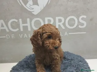 Caniche Enano perros Caniche rojo - Anuncio 11
