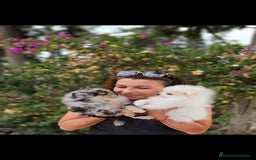 Pomerania perros en venta: Machitos pomerania  - Imagen 2