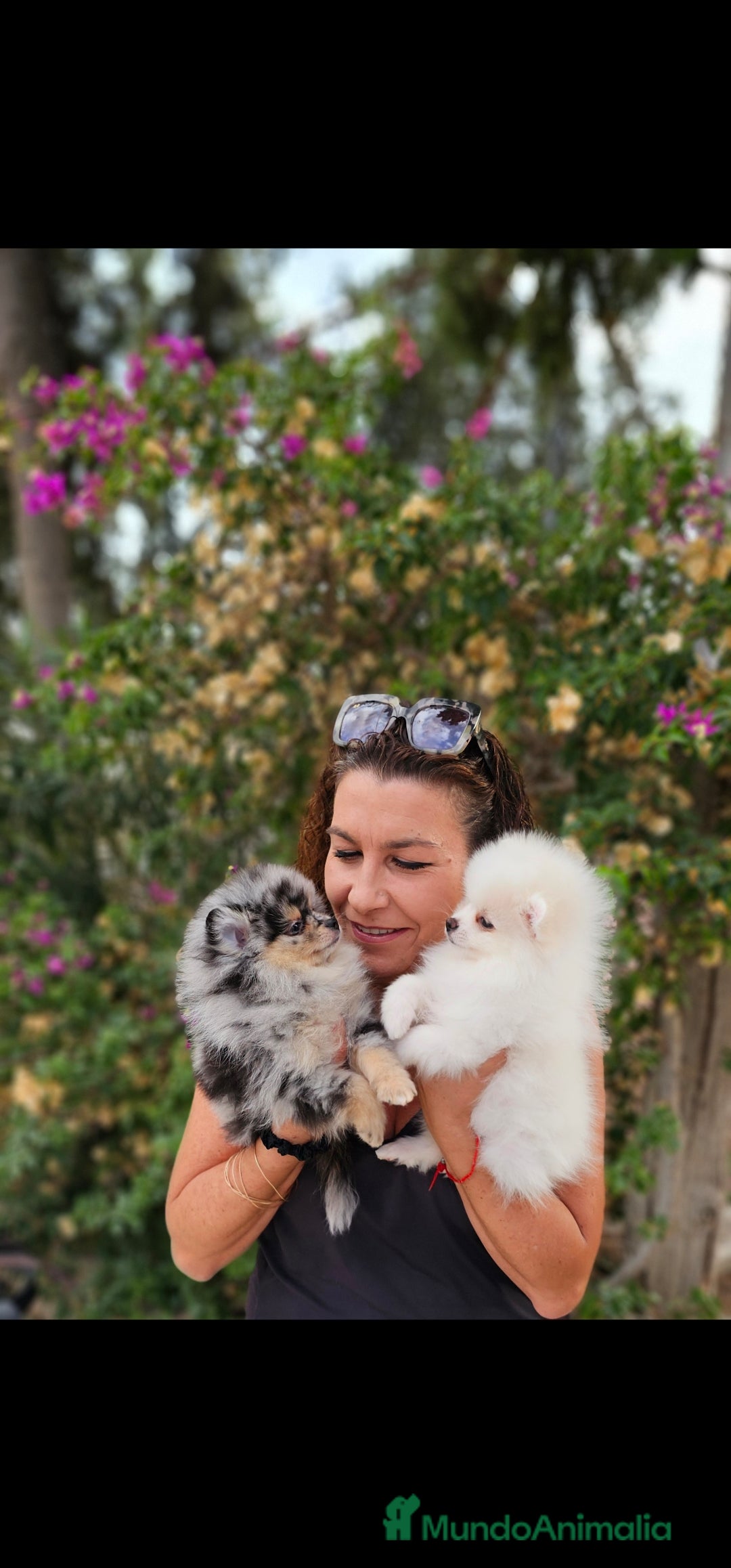 Pomerania perros en venta: Machitos pomerania  - Imagen 2