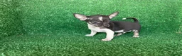 Chihuahua perros en venta: chihuahua - Anuncio 5