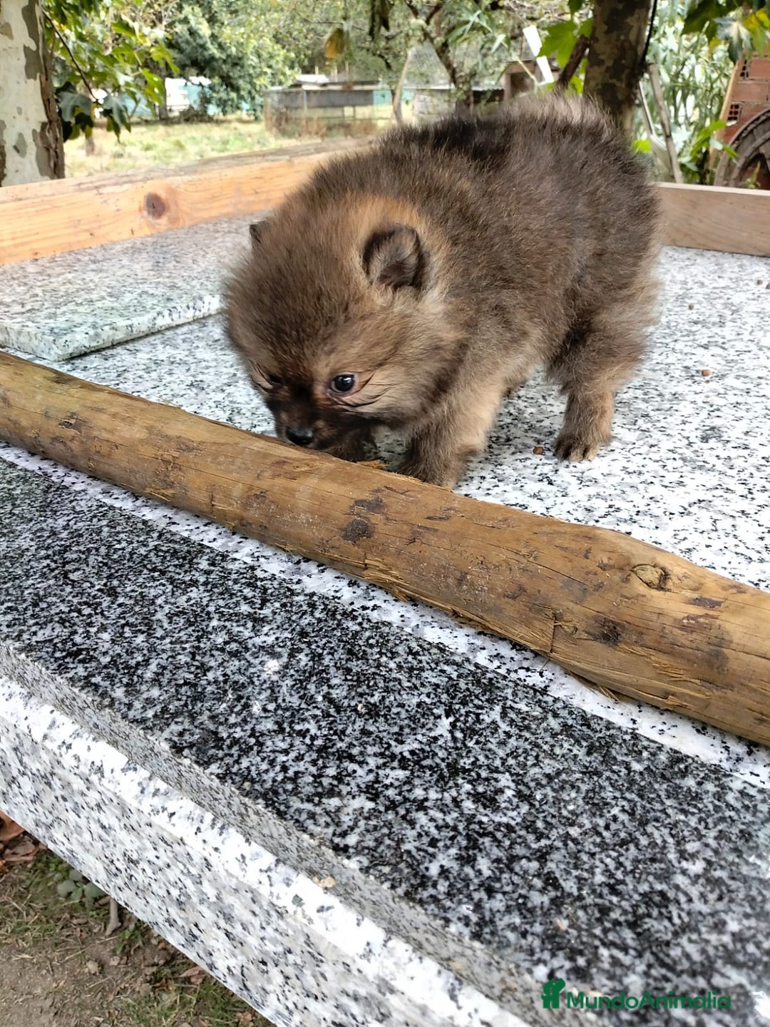 Pomerania perros en venta: camadas de pomerania  - Imagen 5