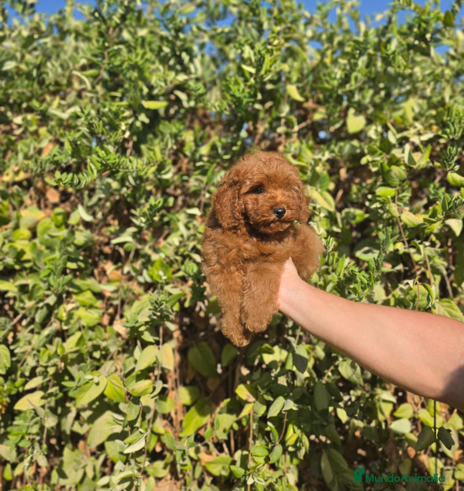 Caniche Toy perros CANICHE TOY - Anuncio 1