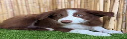 Border Collie perros en venta: BORDER COLLIE en Valencia - Anuncio 3