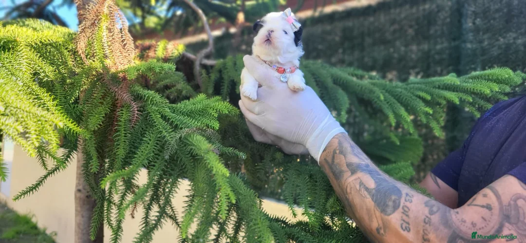 Shih Tzu perros en venta: Cachorritos de shihtzu preciosos!! en Valencia - Anuncio 3