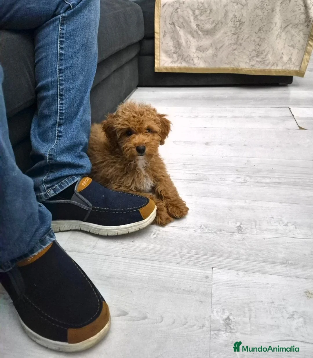 Caniche Toy perros en venta: Hembra de caniche TOY roja - Anuncio 7