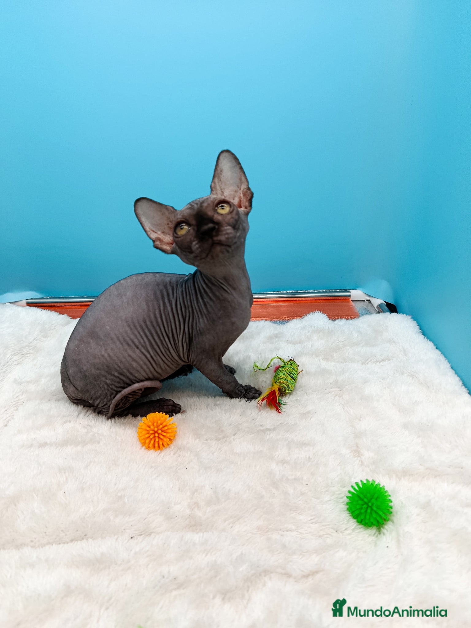 Sphynx gatos en venta: Parejita de Sphynx  - Anuncio 9