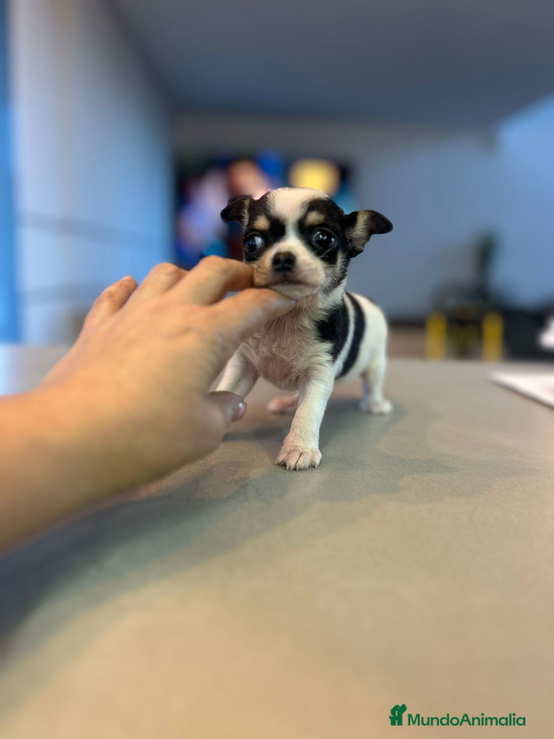 Chihuahua perros en venta: Chihuahua miniatura  - Anuncio 4