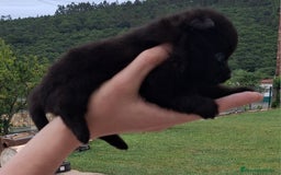 Pomerania perros en venta: Pomerania cachorros - Imagen 14