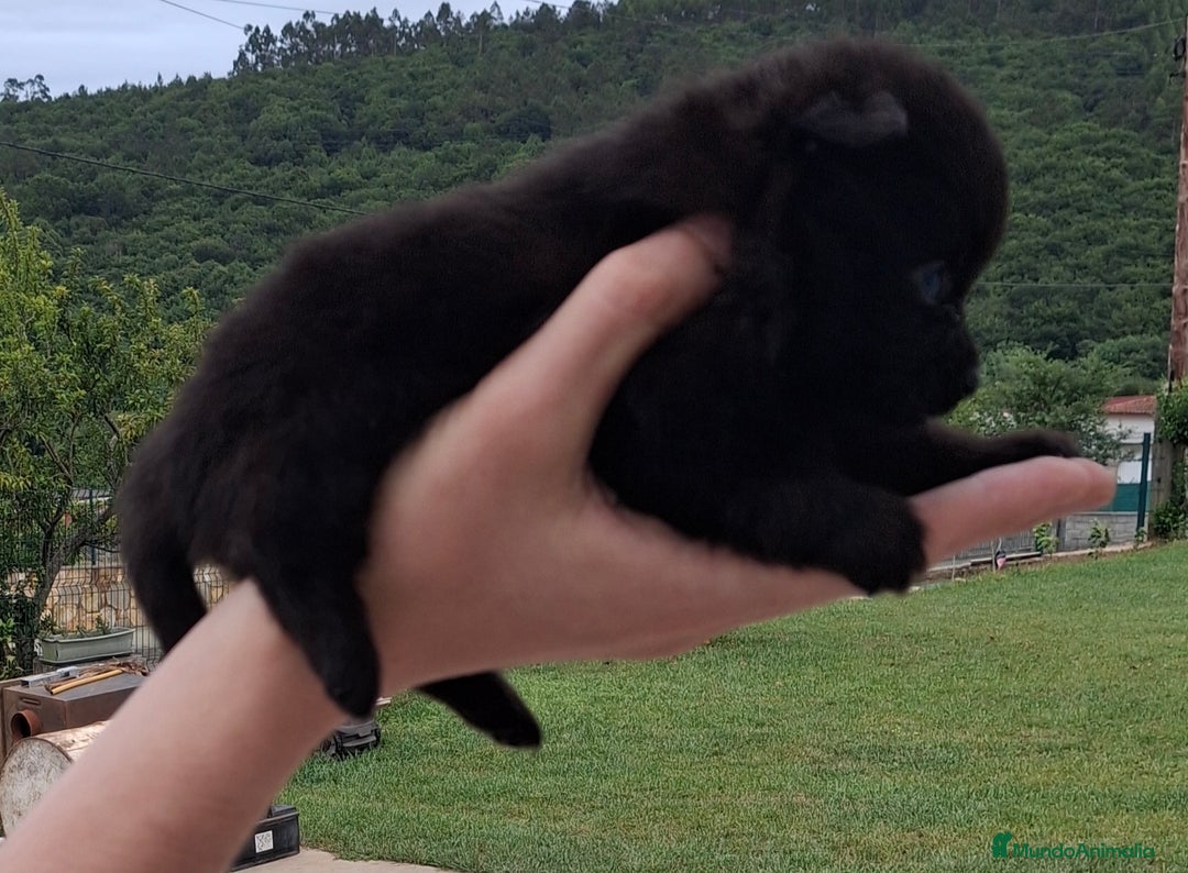 Pomerania perros en venta: Pomerania cachorros - Imagen 14