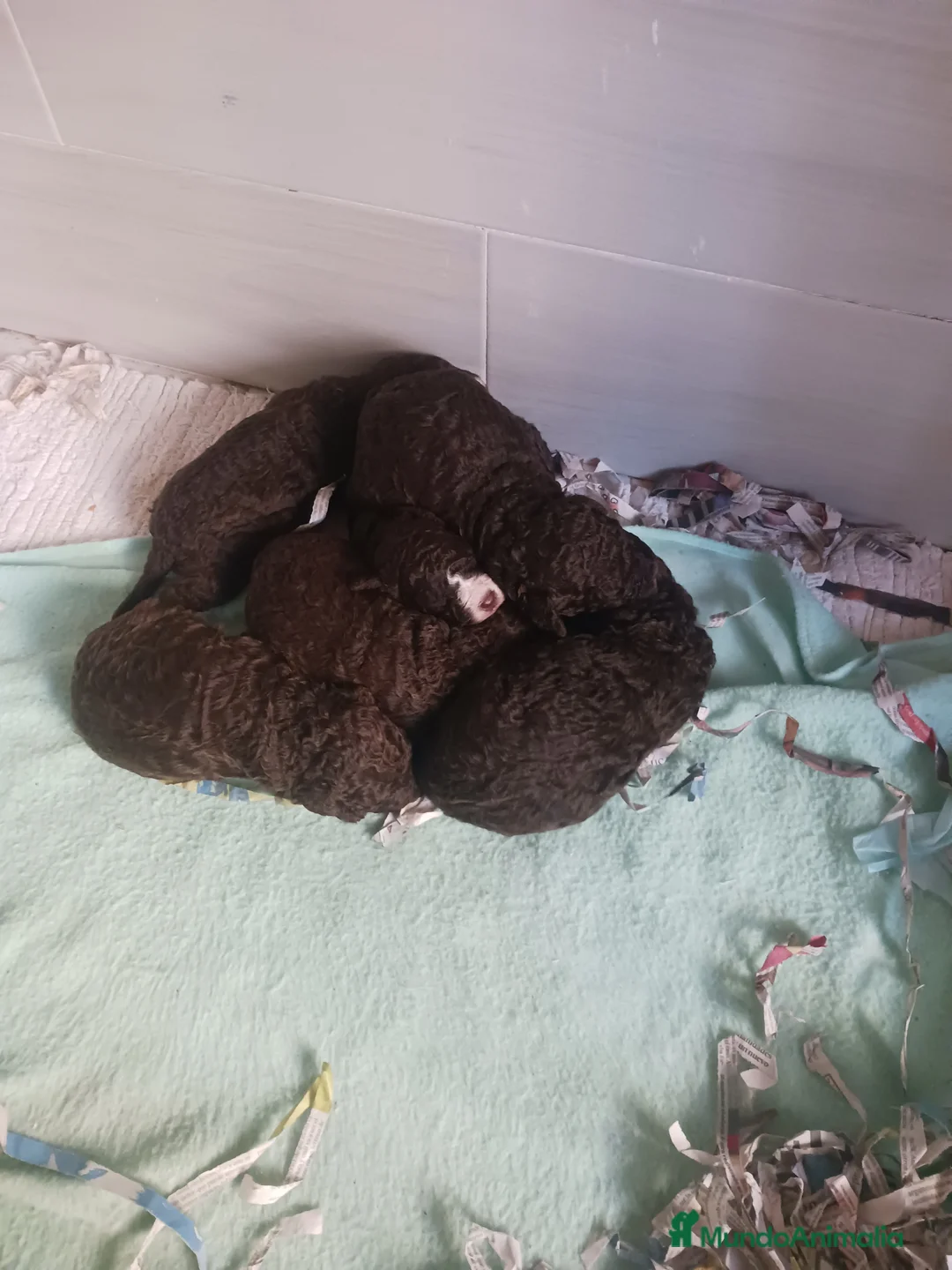 Perro de Agua Español perros en venta: Perro de agua español  - Anuncio 2