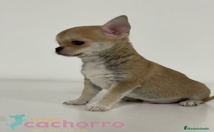 Chihuahua perros - Anuncio 1